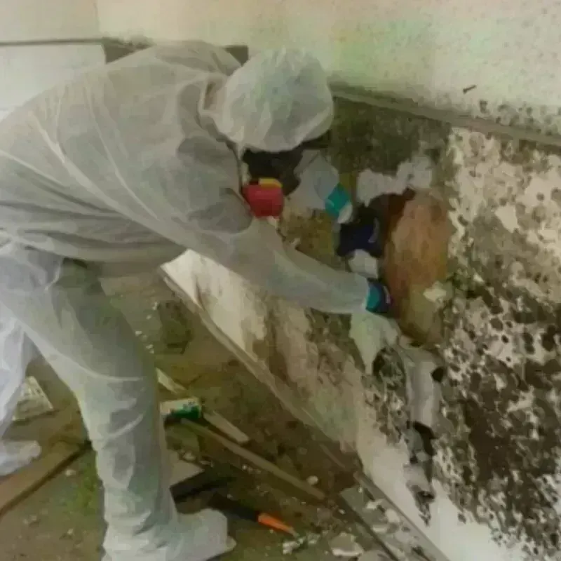 Mold Remediation and Removal in Young Harris, GA